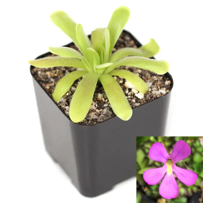 Pinguicula jaumavensis x moctezumae Butterwort Carnivorous Plants