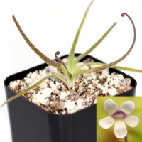 Pinguicula medusina