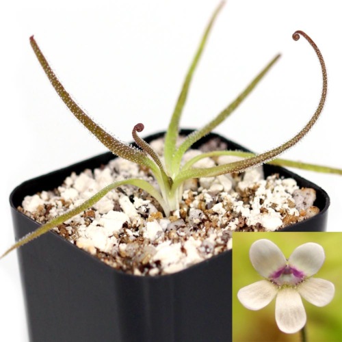 Pinguicula medusina Butterwort Carnivorous Plants