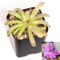 Pinguicula rotundiflora x gypsicola