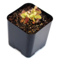 cephalotus follicularis Australian Pitcher Plant Carnivorous Plants