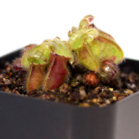 cephalotus follicularis Australian Pitcher Plant Carnivorous Plants