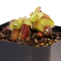 cephalotus follicularis Australian Pitcher Plant Carnivorous Plants
