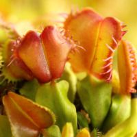 Dionaea muscipula 'Angel Wings'