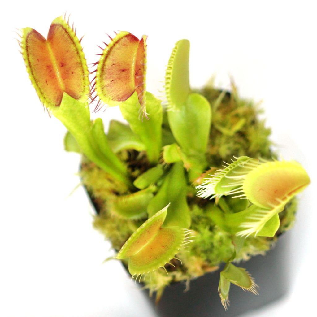 Dionaea muscipula 'B52' - Venus Flytrap Cultivar | Curious Plant