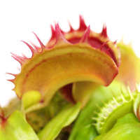 Dionaea muscipula 'Fuzzy Teeth'