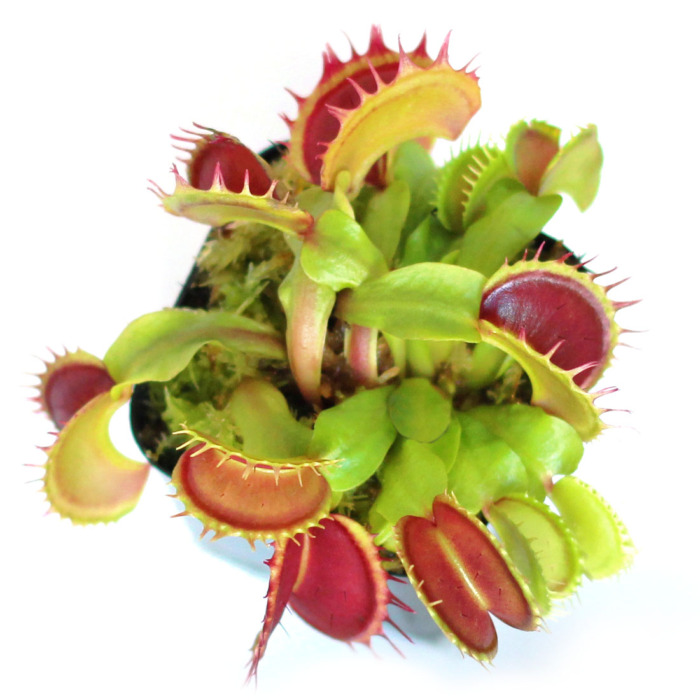 Dionaea muscipula 'Fuzzy Teeth' Venus Flytrap Carnivorous Plants