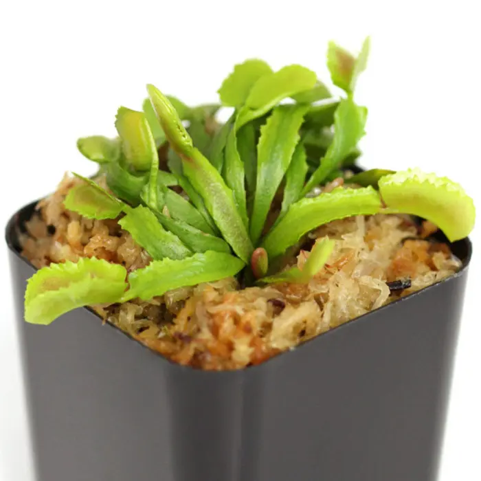 Dionaea muscipula 'Wacky Traps' - Venus Flytrap Cultivar | Curious