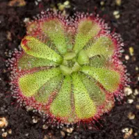Drosera admirabilis Sundew Carnivorous Plants