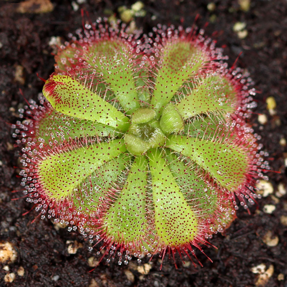 drosera capensis/ sundew plant /plant cells /frequent watering /sundew plants