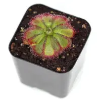 Drosera admirabilis Sundew Carnivorous Plants
