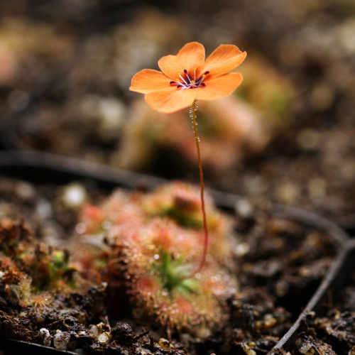 Drosera platystigma Sundew Carnivorous Plants