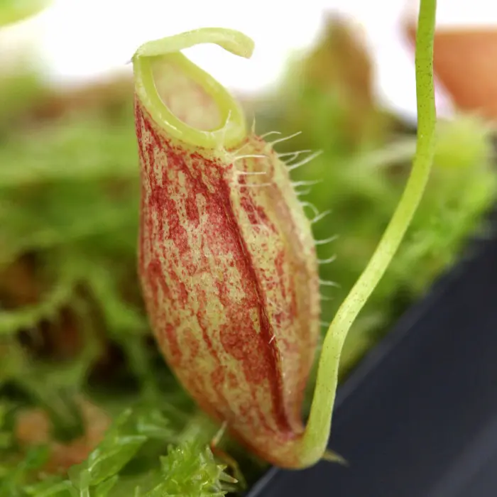 Nepenthes glabrata Pitcher Plant Carnivorous Plants