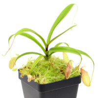 Nepenthes glabrata Pitcher Plant Carnivorous Plants