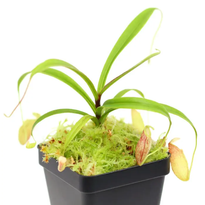 Nepenthes glabrata Pitcher Plant Carnivorous Plants