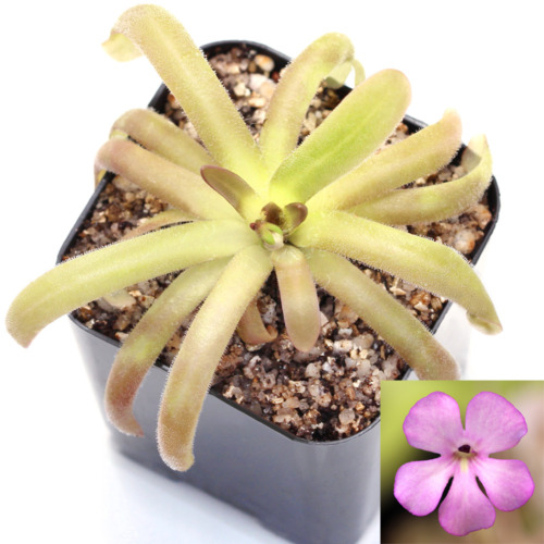 Pinguicula rotundiflora x moctezumae Butterwort Carnivorous Plants