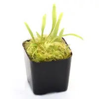Utricularia longifolia Bladderwort Carnivorous Plants