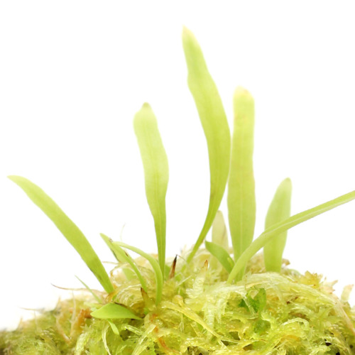 Utricularia longifolia Bladderwort Carnivorous Plants