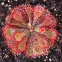 Drosera natalensis Sundew Carnivorous Plants