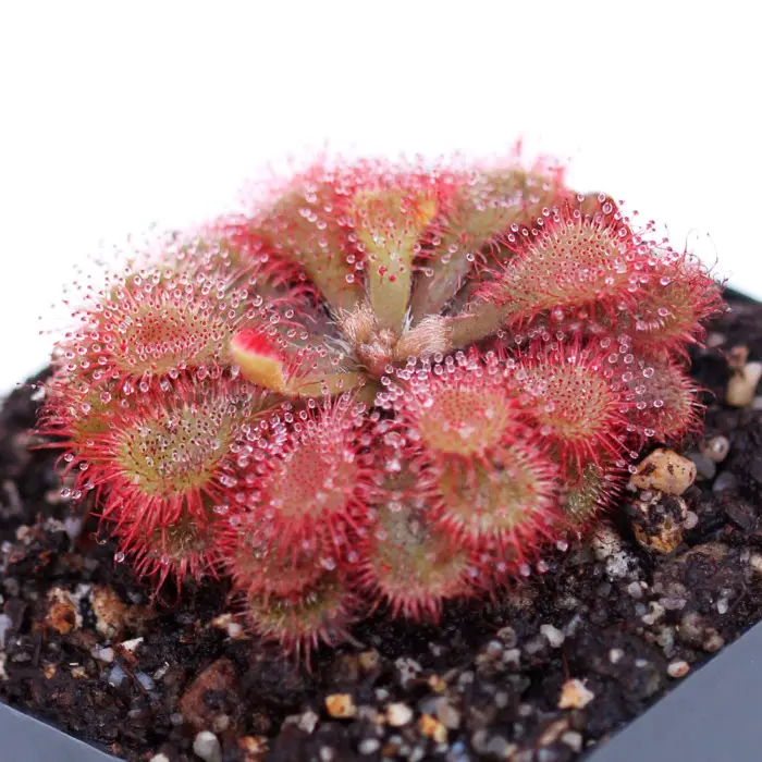 Drosera natalensis Sundew Carnivorous Plants