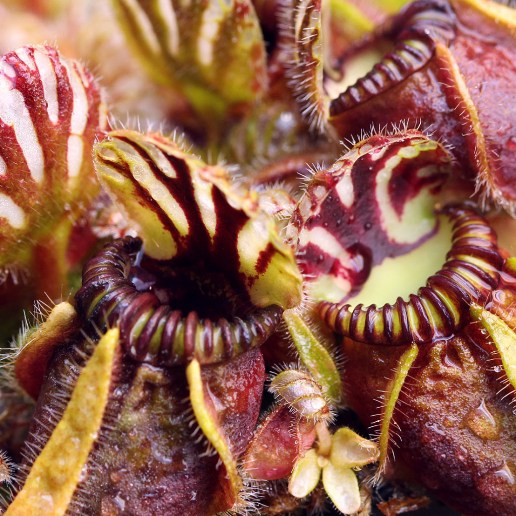 Australian Pitcher Plants (Cephalotus follicularis) | Curious Plant