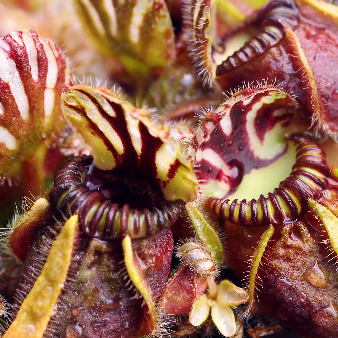 Cephalotus follicularis 'Hummer's Giant' - Australian Pitcher