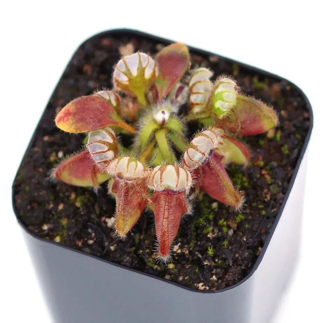 cephalotus-follicularis-