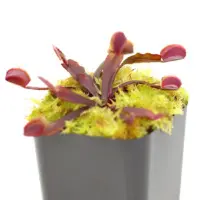 Dionaea muscipula 'All Red' Venus Flytrap Carnivorous Plants