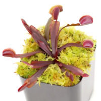 Dionaea muscipula 'All Red'