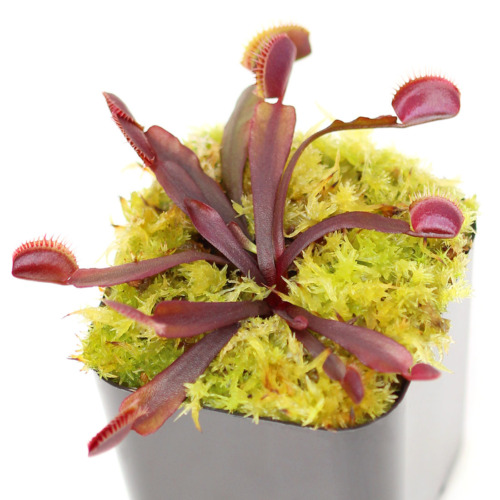 Dionaea muscipula 'All Red' Venus Flytrap Carnivorous Plants