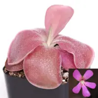 Pinguicula moranensis 'A' Butterwort Carnivorous Plants