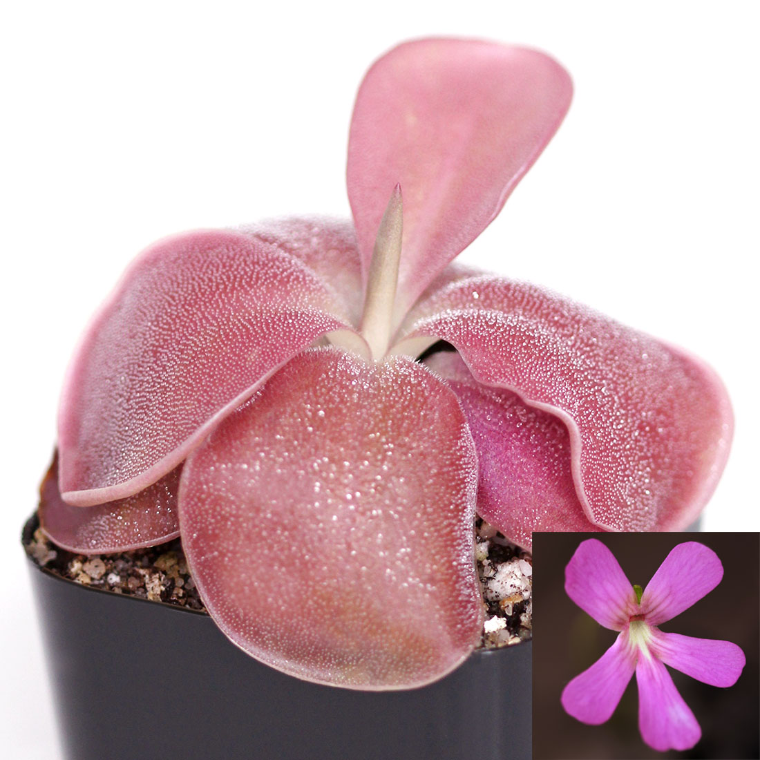 Carnivorous Mexican Butterwort Pinguicula Moranensis NFS Colorful Plant 