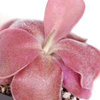 Pinguicula moranensis 'A' Butterwort Carnivorous Plants