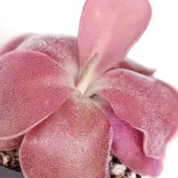 Pinguicula moranensis 'A' Butterwort Carnivorous Plants