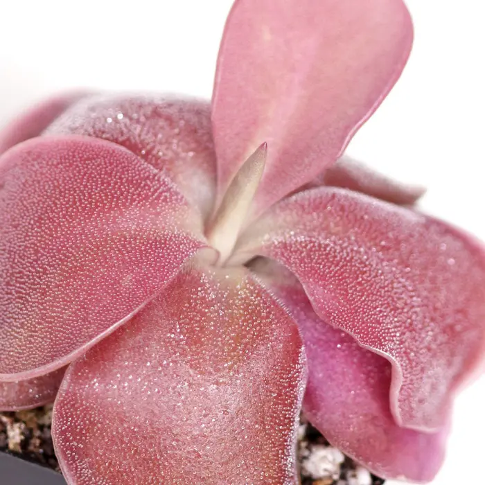 Pinguicula moranensis 'A' Butterwort Carnivorous Plants