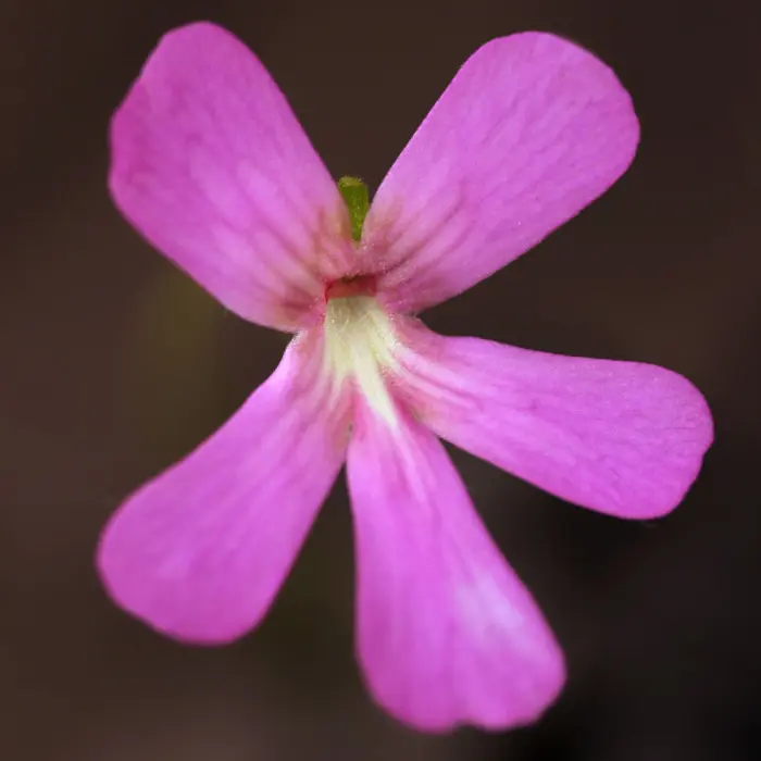 Pinguicula moranensis 'A' Butterwort Carnivorous Plants