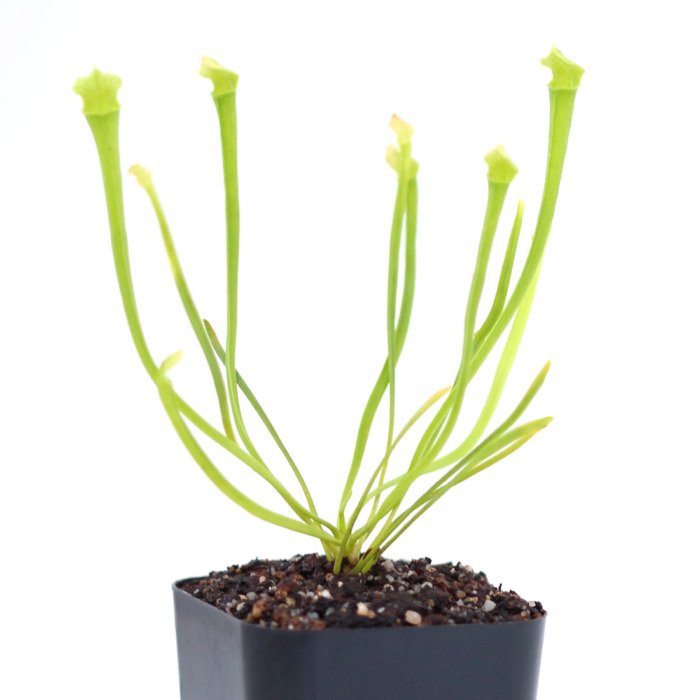 Sarracenia leucophylla f. viridescens Pitcher Plant Carnivorous Plants