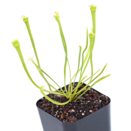 Sarracenia leucophylla f. viridescens Pitcher Plant Carnivorous Plants