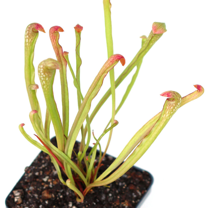 Sarracenia minor var. okefenokeensis Pitcher Plant Carnivorous Plants