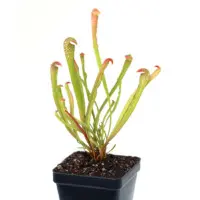 Sarracenia minor var. okefenokeensis Pitcher Plant Carnivorous Plants