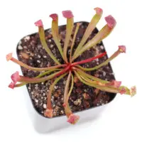 Sarracenia purpurea Pitcher Plant Carnivorous Plants