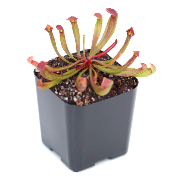 Sarracenia purpurea Pitcher Plant Carnivorous Plants