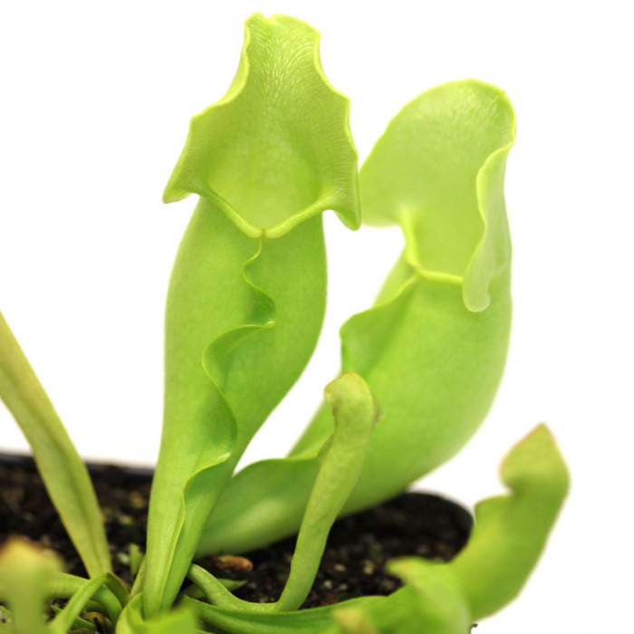Sarracenia purpurea var. heterophylla Pitcher Plant Carnivorous Plants