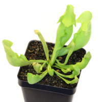Sarracenia purpurea var. heterophylla