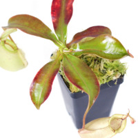 Nepenthes x hookeriana (N. ampullaria x N. rafflesiana) 'Green Form'