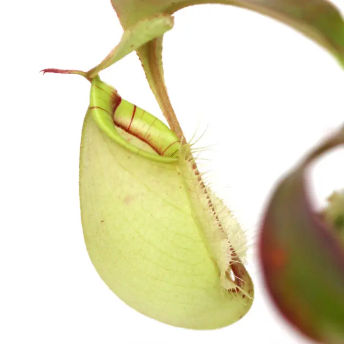 Nepenthes x hookeriana 'Green Form' | Curious Plant