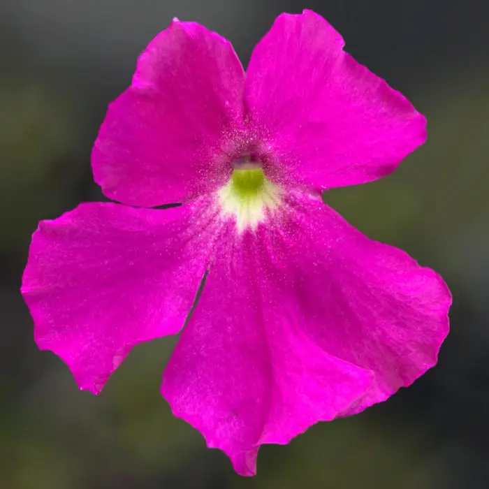 Pinguicula colimensis - Mexican Butterwort | Curious Plant