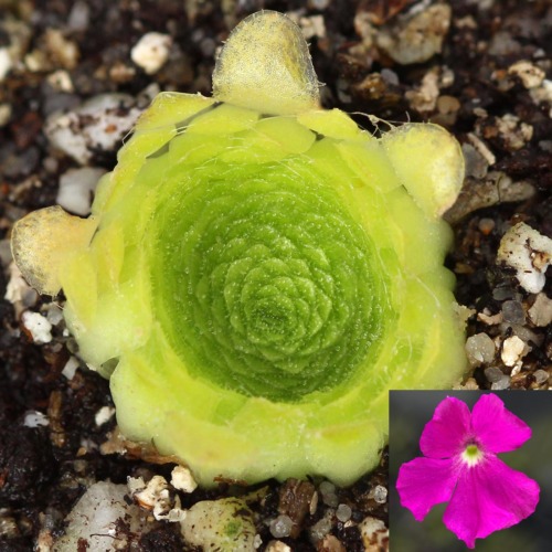 Pinguicula colimensis Butterwort Butterwort Carnivorous Plants
