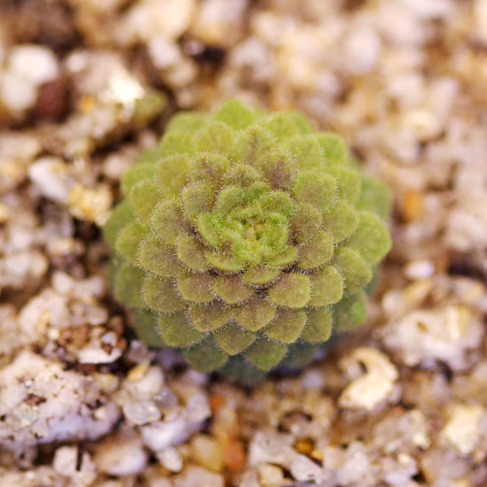 Pinguicula conzattii Butterwort Carnivorous Plants