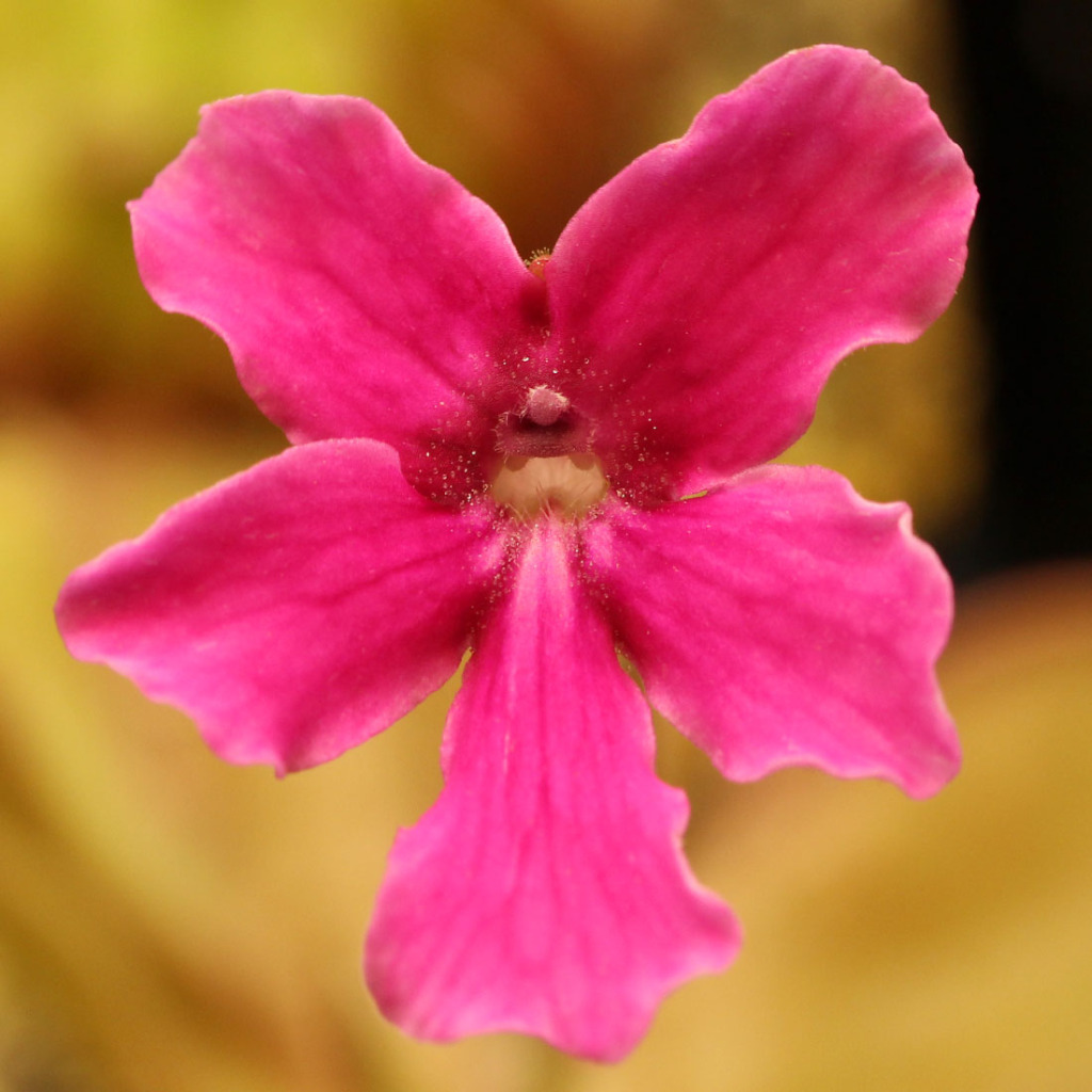 Pinguicula hemiepiphytica Mexican Butterwort Curious Plant